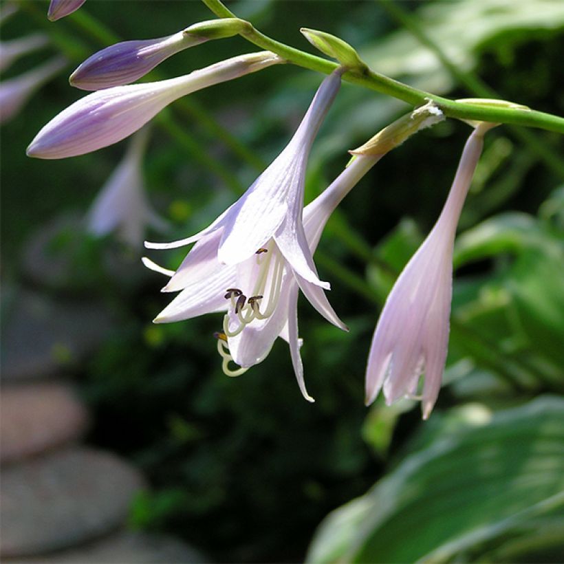 Kuunlilja Summer Fragrance (Lehvistö)