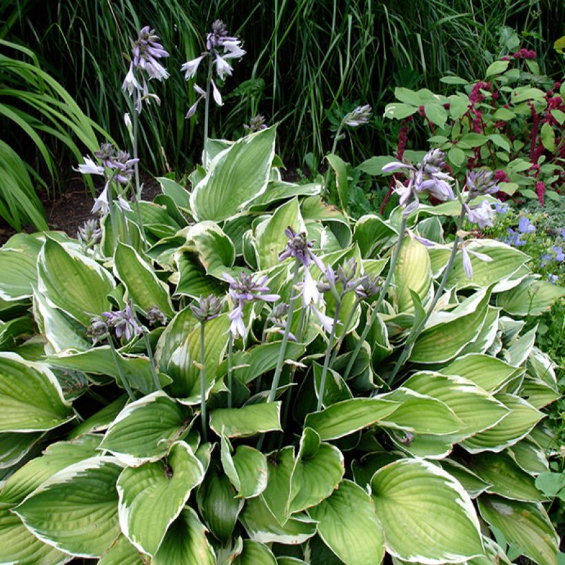 Kuunlilja Summer Fragrance (Kasvutapa)