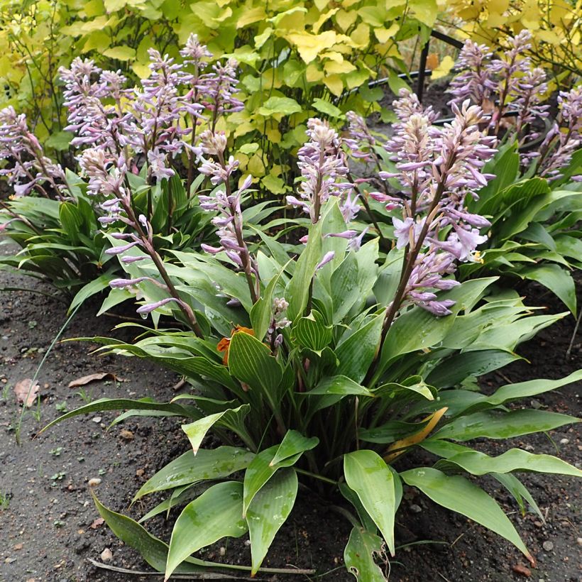 Myöhäiskuunlilja - Hosta tardiflora (Kasvutapa)