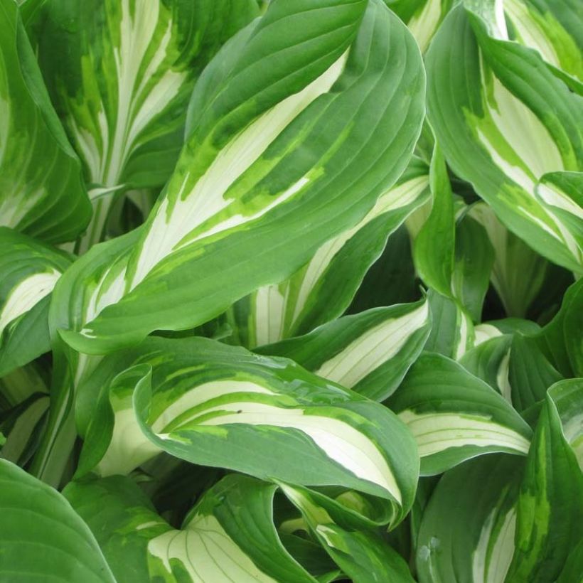 Kirjokuunlilja Mediovariegata (Lehvistö)