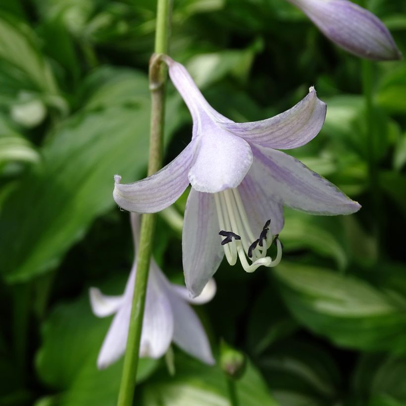 Kirjokuunlilja Mediovariegata (Kukinta)