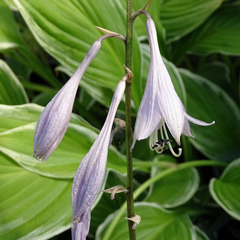 Kirjokuunlilja albomarginata (Kukinta)