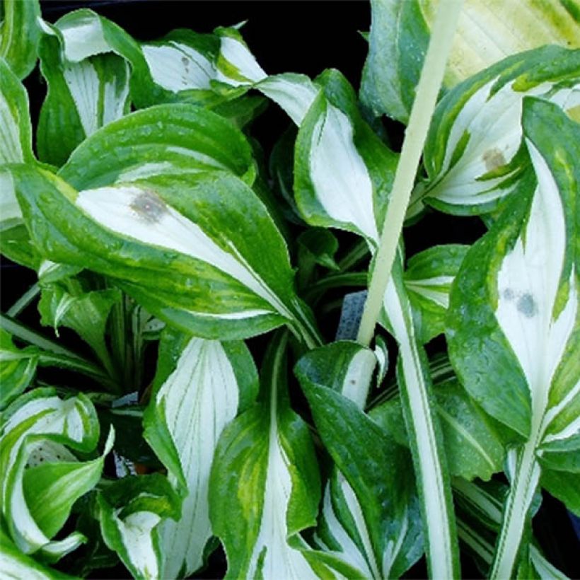 Kuunlilja - Hosta undulata var. univittata (Lehvistö)