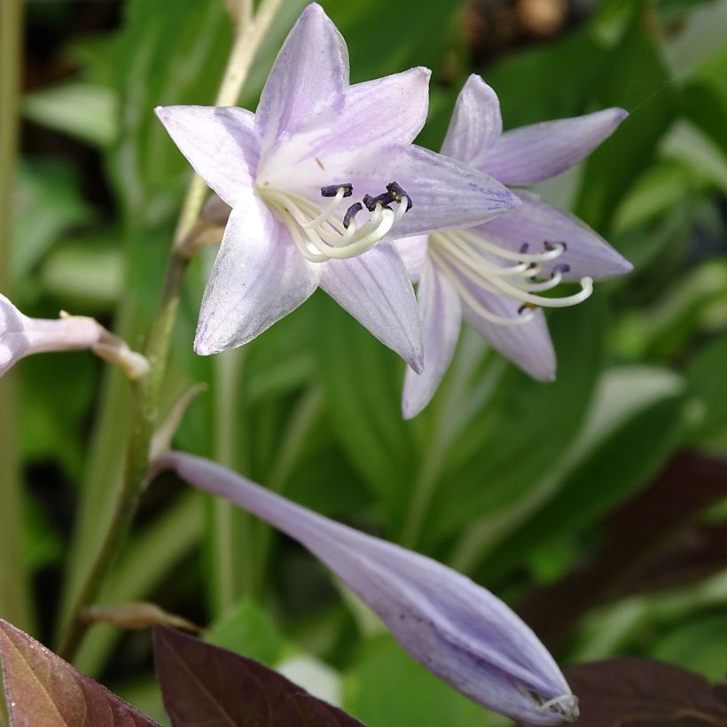 Kuunlilja - Hosta undulata var. univittata (Kukinta)