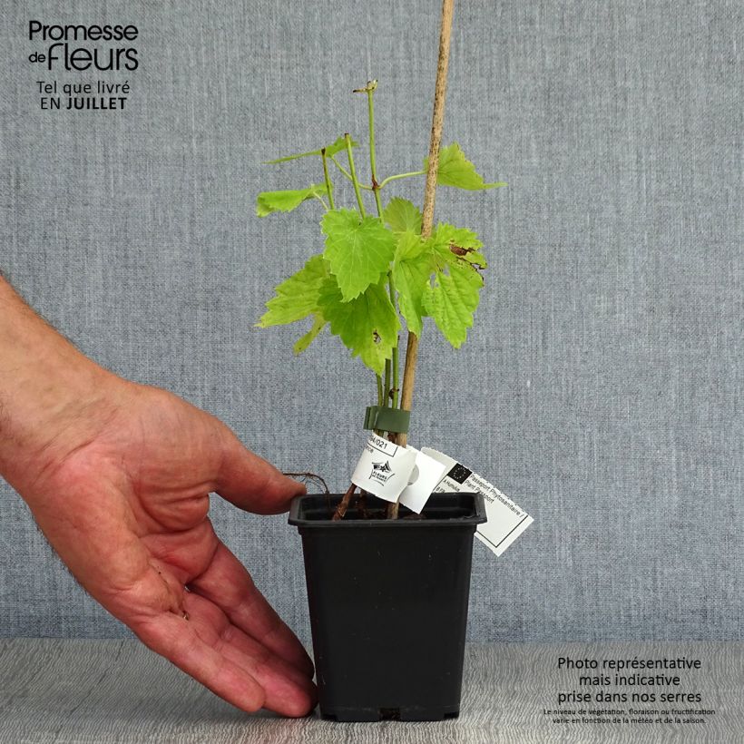 Esimerkki kesällä toimitetusta Humala - Humulus lupulus Taimiruukku 8/9 cm-taimesta