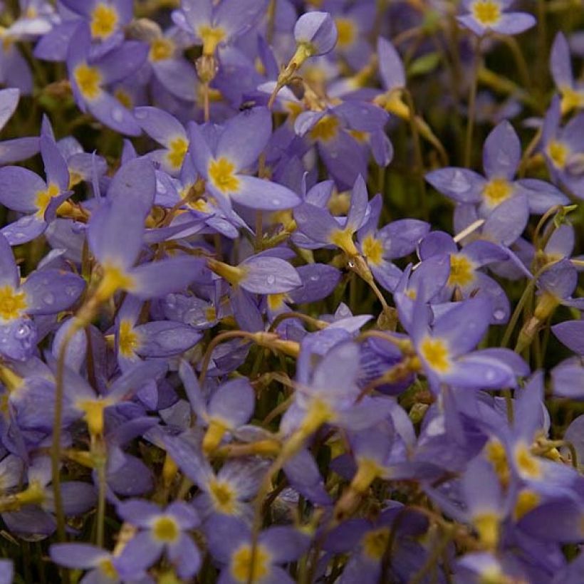 Keijunsilmä Millard's Variety (Kukinta)