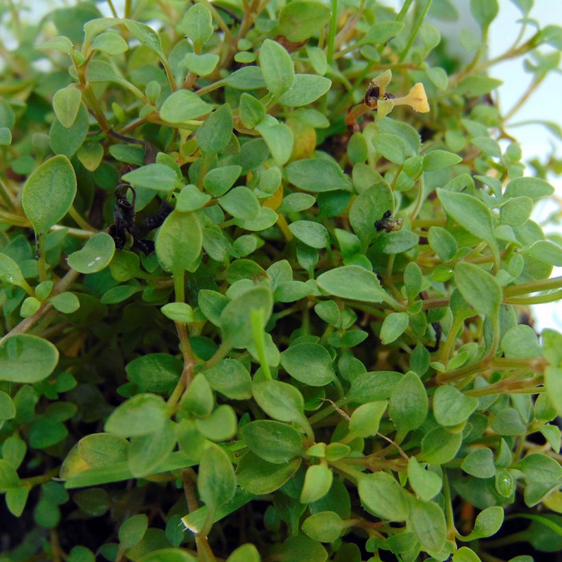 Keijunsilmä Millard's Variety (Lehvistö)