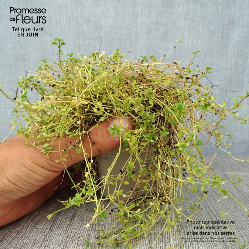 Esimerkki kesällä toimitetusta Keijunsilmä Millard's Variety Godet de 8/9 cm-taimesta