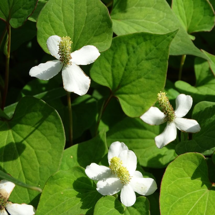 Viherkameleonttilehti - Houttuynia cordata (Kukinta)