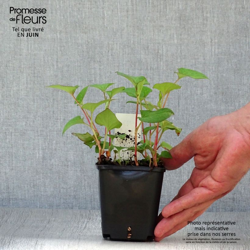 Esimerkki kesällä toimitetusta Viherkameleonttilehti - Houttuynia cordata Taimiruukku 8/9 cm-taimesta