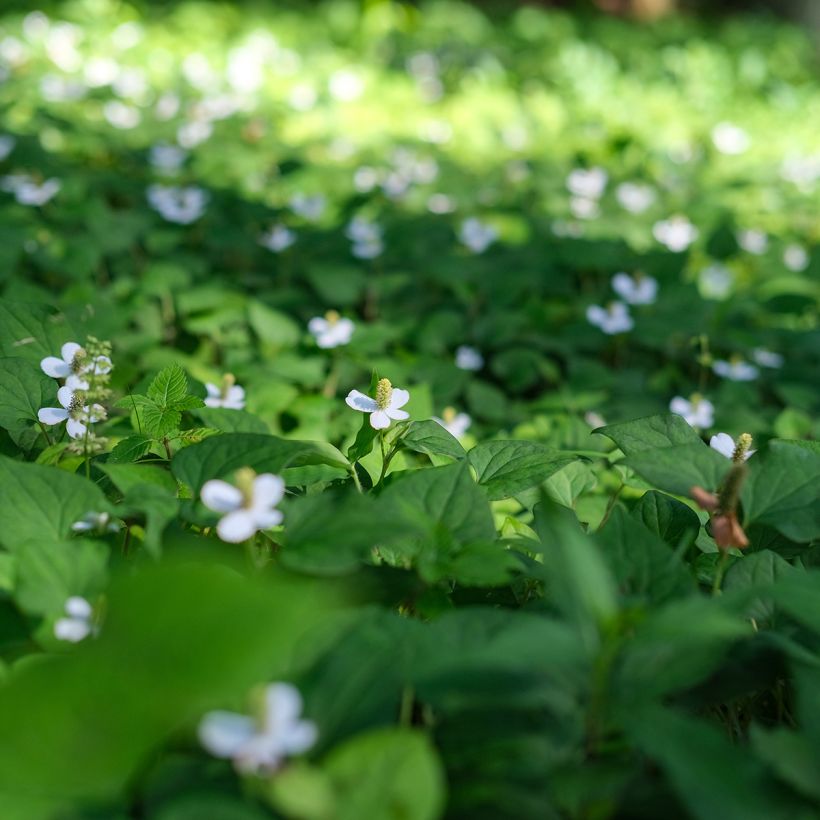 Viherkameleonttilehti - Houttuynia cordata (Kasvutapa)