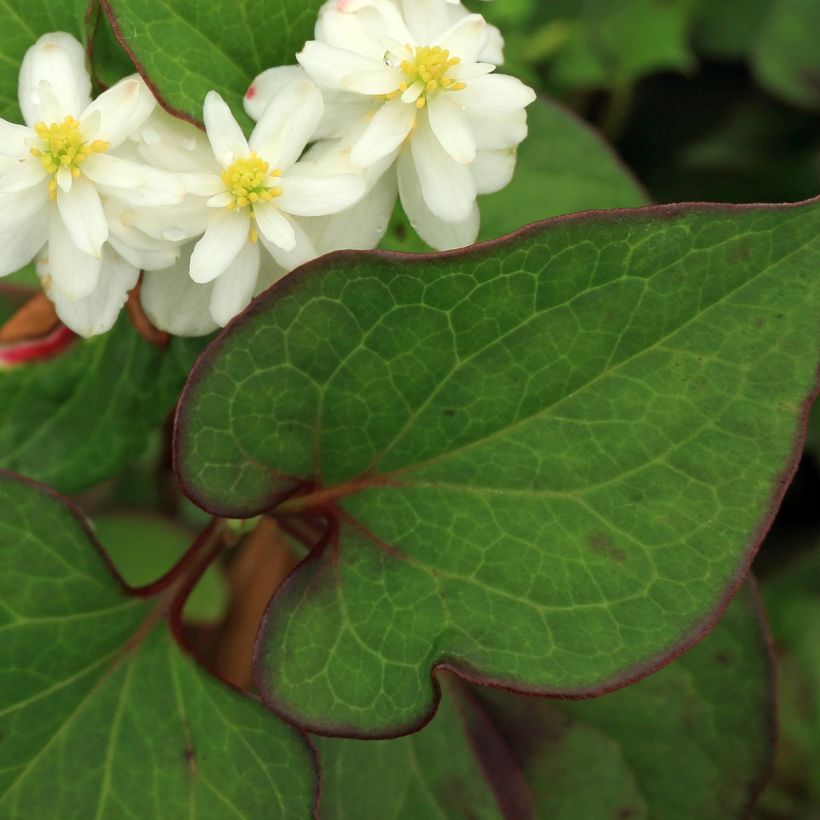 Viherkameleonttilehti Flore Pleno (Lehvistö)