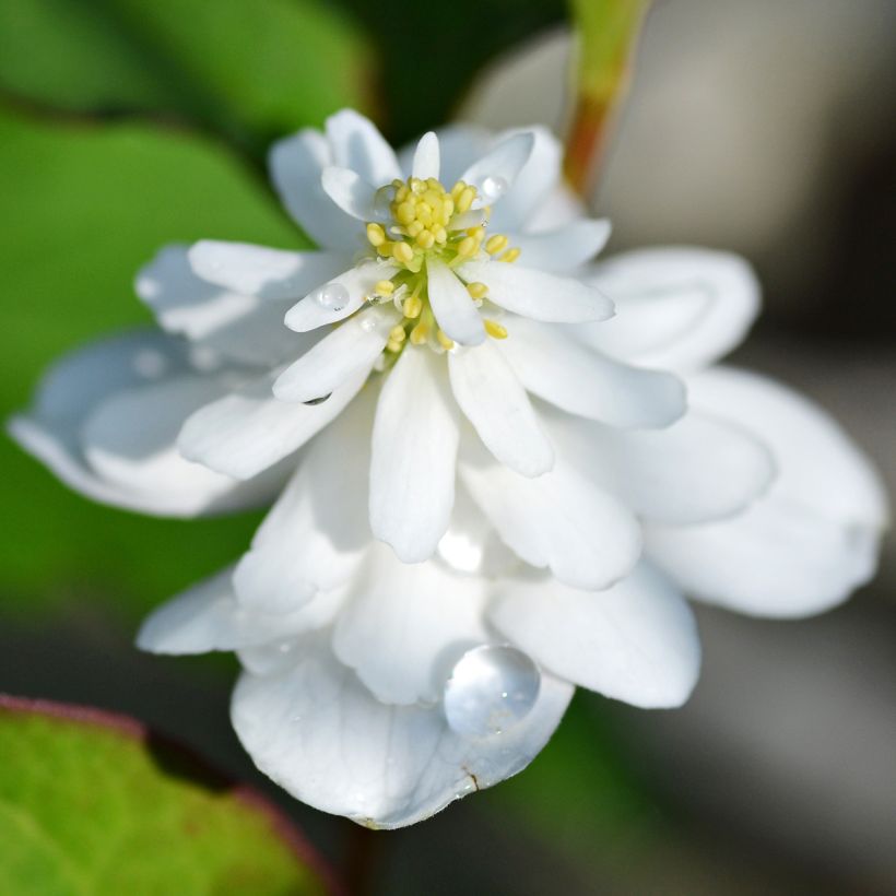 Viherkameleonttilehti Flore Pleno (Kukinta)