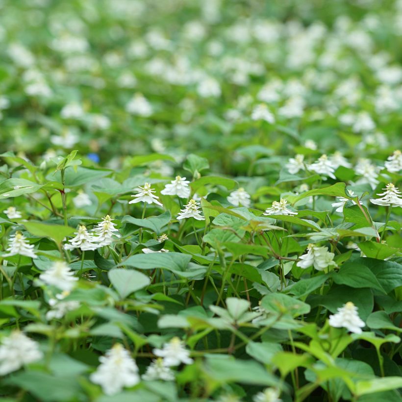 Viherkameleonttilehti Flore Pleno (Kasvutapa)