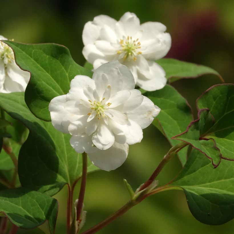Viherkameleonttilehti Flore Pleno (Kukinta)