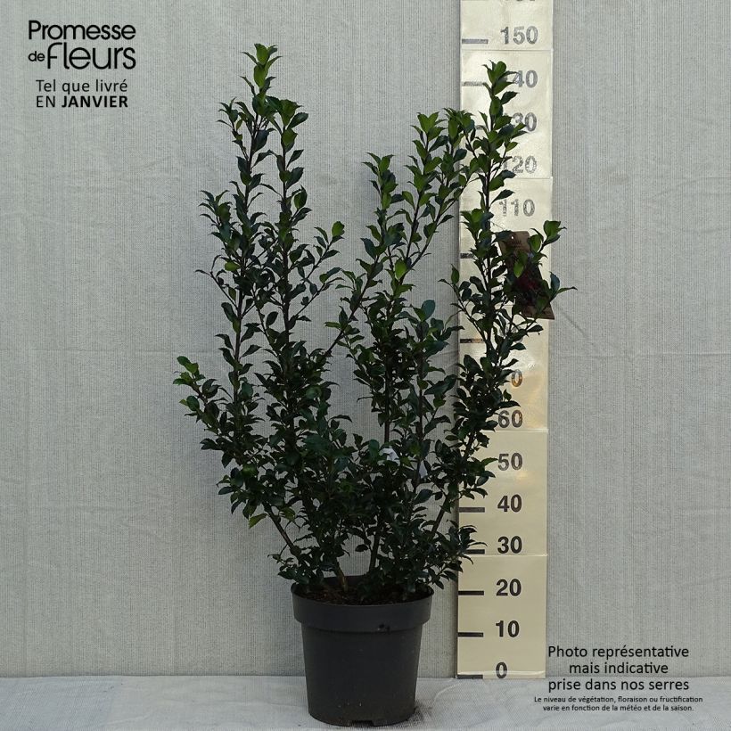 Esimerkki talvella toimitetusta Houx - Ilex (x) meserveae Mesid Pot de 12L/15L-taimesta