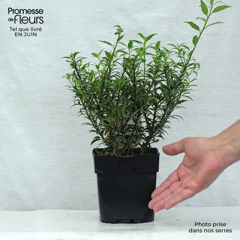 Esimerkki kesällä toimitetusta Euroopanorjanlaakeri Myrtifolia Pot de 2L/3L-taimesta
