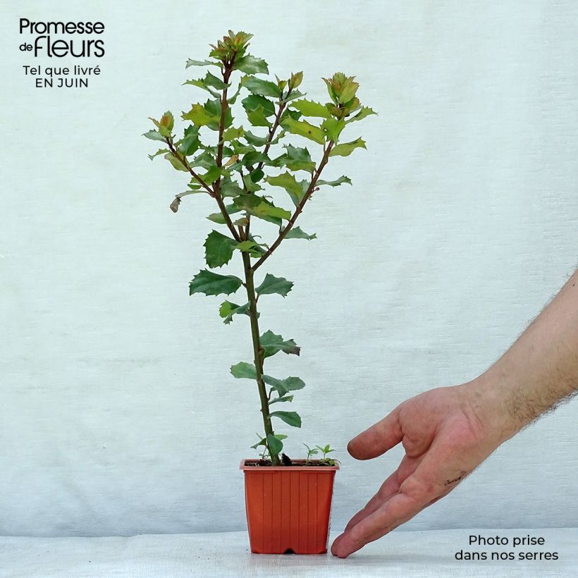 Esimerkki kesällä toimitetusta Pihaorjanlaakeri Blue Prince Taimiruukku 8/9 cm-taimesta