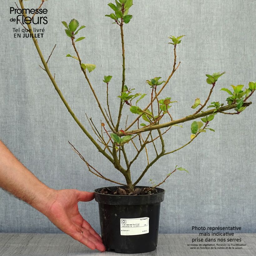 Esimerkki kesällä toimitetusta Pihaorjanlaakeri Blue Prince Ruukku 2L / 3L-taimesta