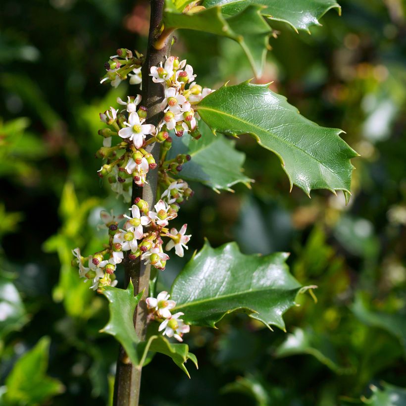 Pihaorjanlaakeri Blue princess (Kukinta)