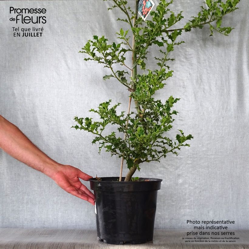 Esimerkki kesällä toimitetusta Euroopanorjanlaakeri - Ilex aquifolium Pot de 7,5L/10L-taimesta