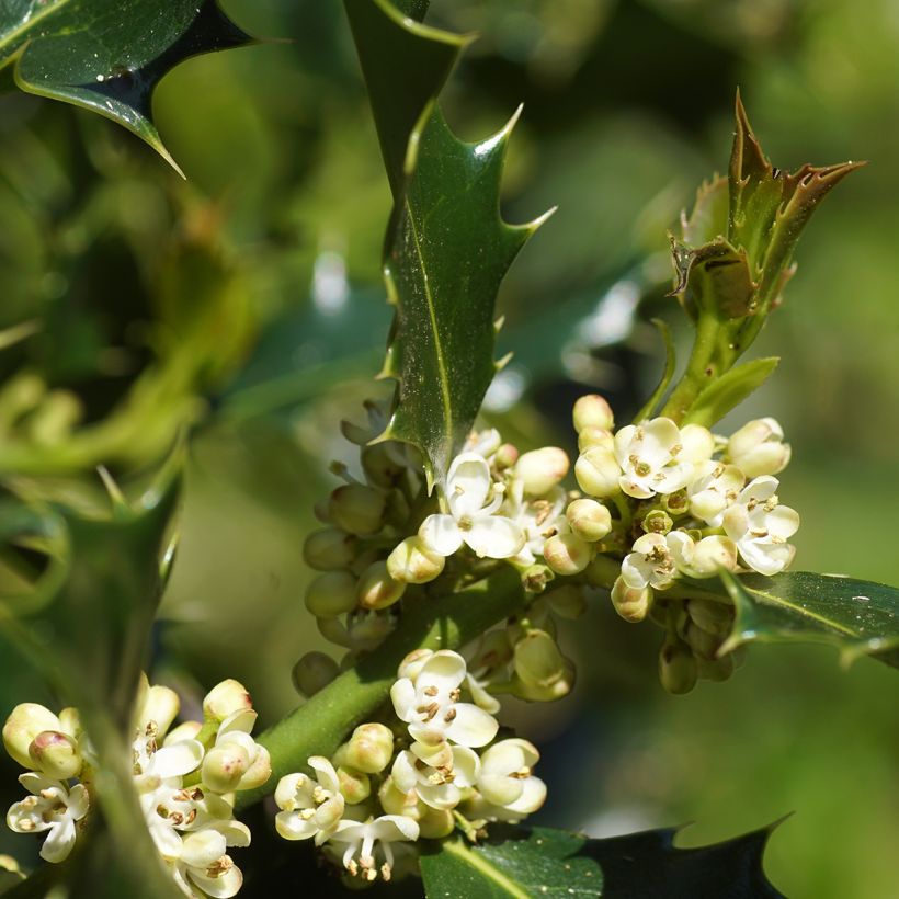 Euroopanorjanlaakeri - Ilex aquifolium (Kukinta)
