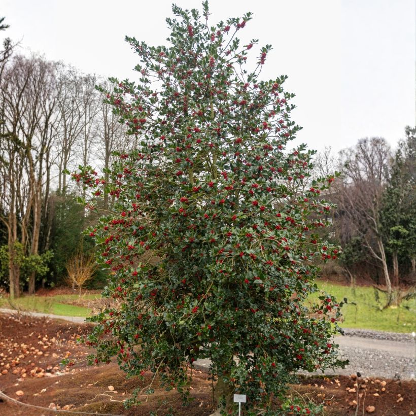 Euroopanorjanlaakeri - Ilex aquifolium (Kasvutapa)