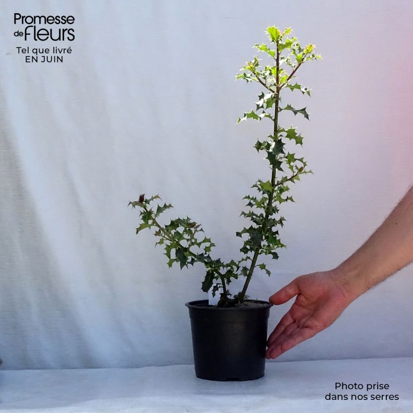 Esimerkki kesällä toimitetusta Euroopanorjanlaakeri - Ilex aquifolium Pot de 2L/3L-taimesta