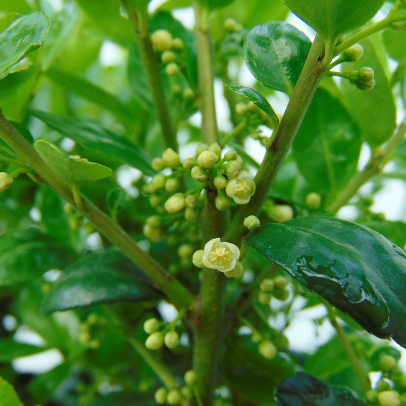 Japaninorjanlaakeri Dark Green (Kukinta)