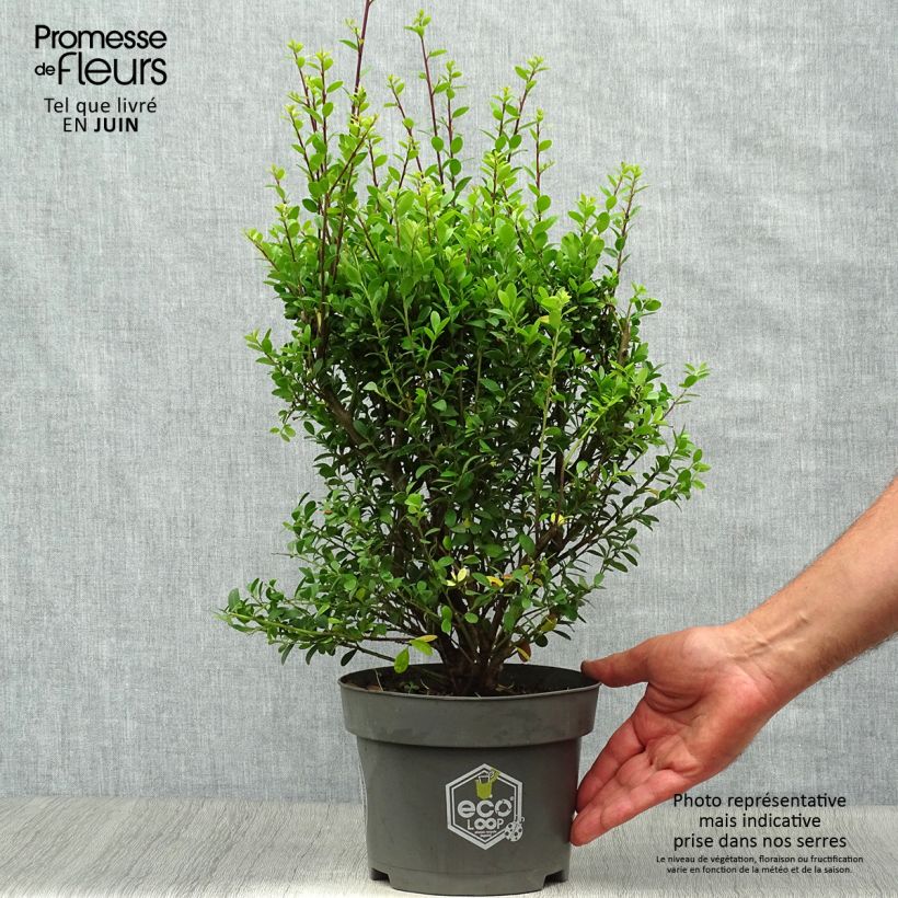 Esimerkki kesällä toimitetusta Japaninorjanlaakeri Dark Green Ruukku 2L / 3L, Buisson-taimesta