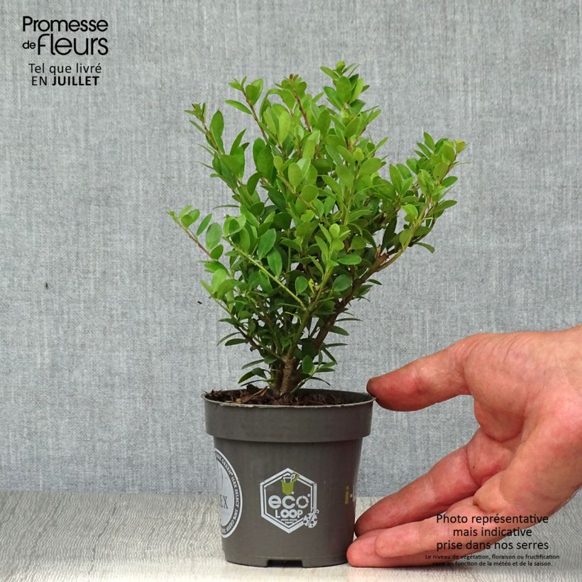 Esimerkki kesällä toimitetusta Japaninorjanlaakeri Dark Green Taimiruukku 8/9 cm-taimesta