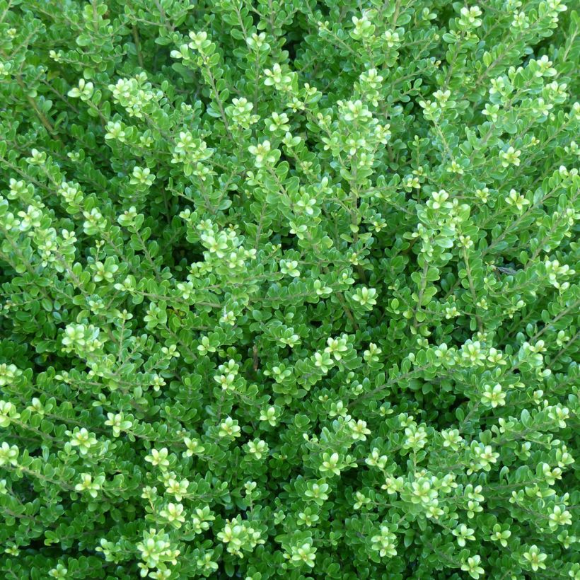Japaninorjanlaakeri Glorie Dwarf (Lehvistö)
