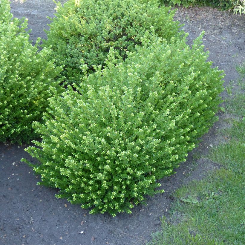 Japaninorjanlaakeri Glorie Dwarf (Kasvutapa)
