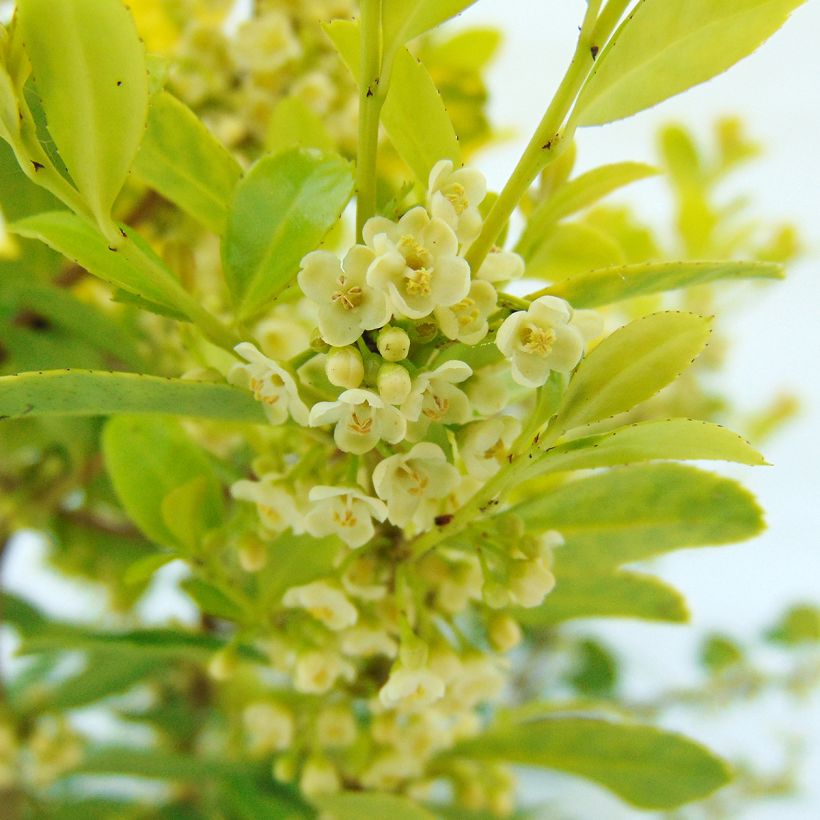 Japaninorjanlaakeri Golden Gem (Kukinta)