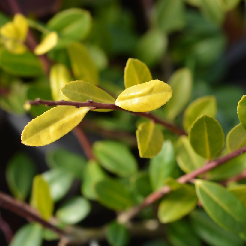 Japaninorjanlaakeri Golden Gem (Lehvistö)
