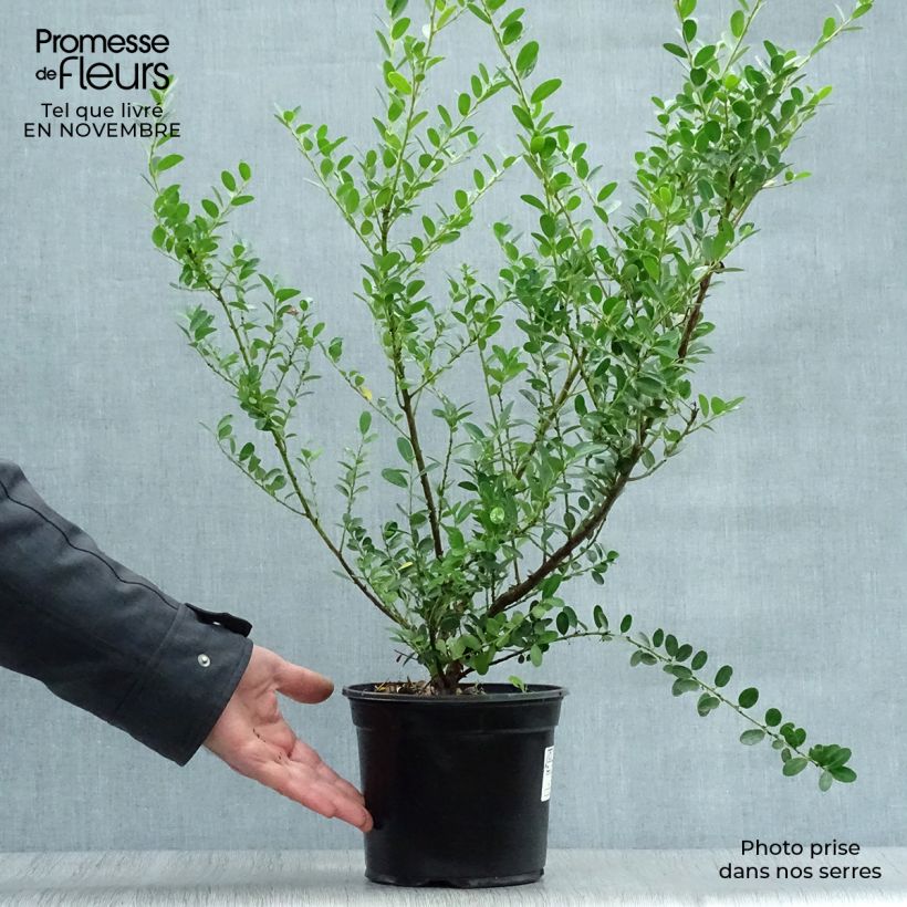 Esimerkki syksyllä toimitetusta Japaninorjanlaakeri Green Hedge 2 litran/3 litran ruukku-taimesta