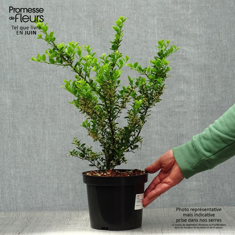 Esimerkki kesällä toimitetusta Japaninorjanlaakeri Green Hedge Ruukku 2L / 3L-taimesta