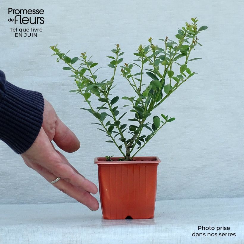 Esimerkki kesällä toimitetusta Japaninorjanlaakeri Green Hedge Taimiruukku 8/9 cm-taimesta