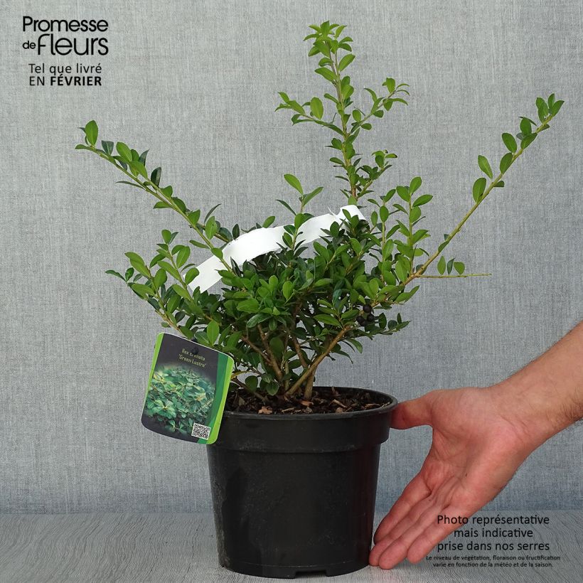 Esimerkki syksyllä toimitetusta Houx crénelé - Ilex crenata Green Lustre Pot de 2L/3L-taimesta