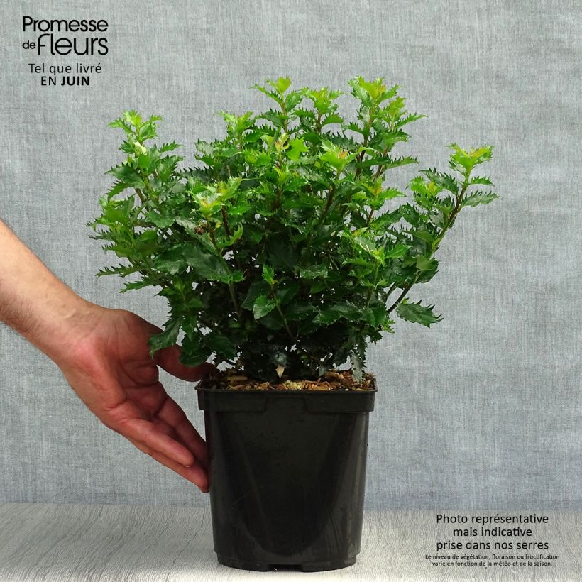 Esimerkki kesällä toimitetusta Pihaorjanlaakeri Magical Little Rascal Pot de 2L/3L-taimesta