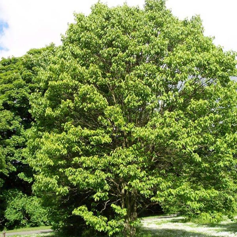 Hovenia dulcis (Kasvutapa)