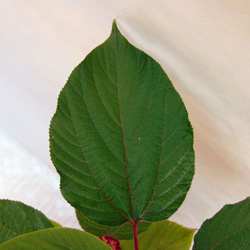 Hovenia dulcis (Lehvistö)
