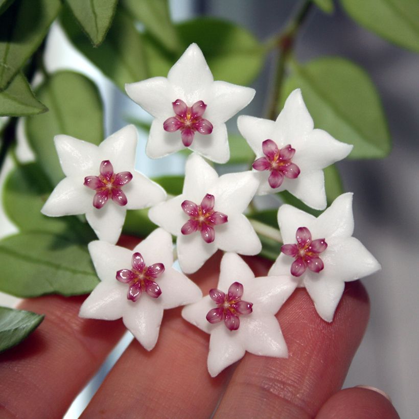 Pikkuposliinikukka - Hoya bella (Kukinta)