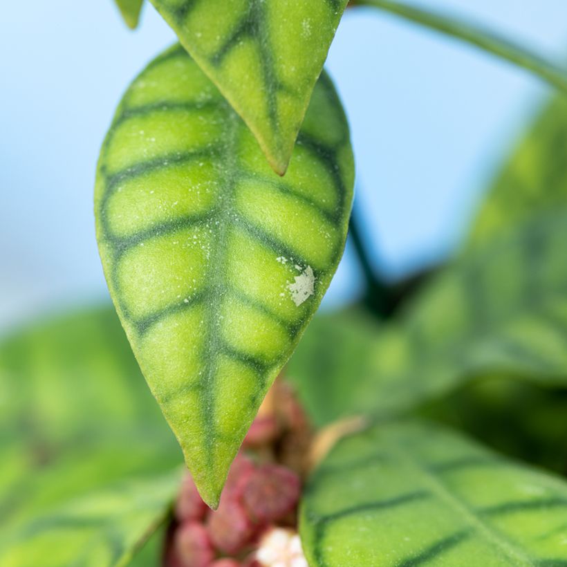 Posliinikukka - Hoya callistophylla (Lehvistö)