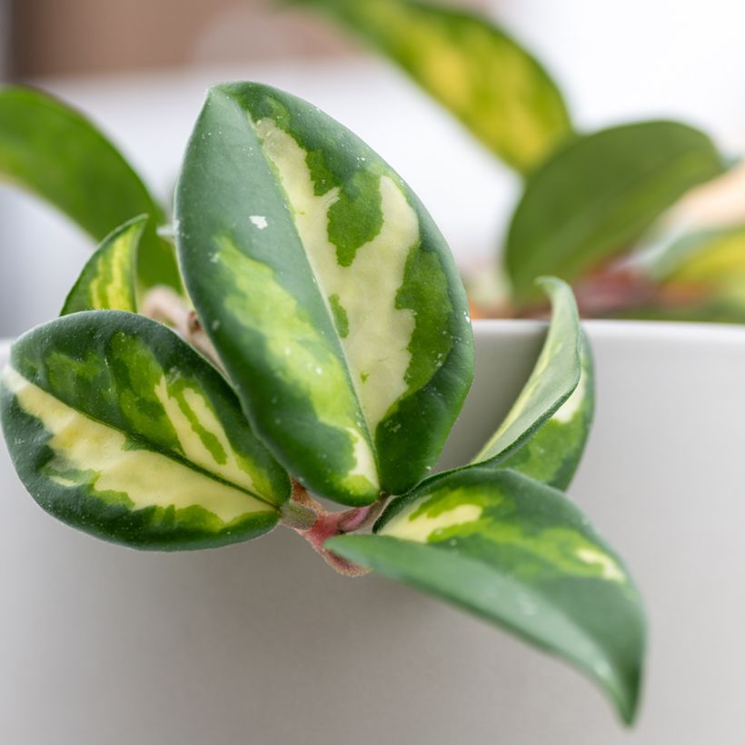 Vahakukka Tricolor (Lehvistö)