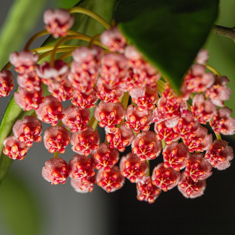 Posliinikukka - Hoya gracilis (Kukinta)