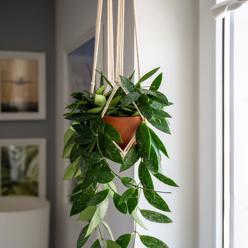 Posliinikukka - Hoya gracilis (Kasvutapa)