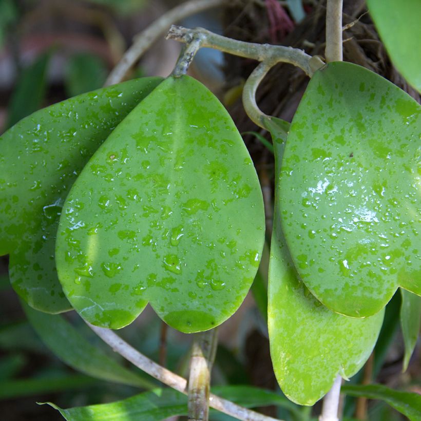 Herttaposliinikukka - Hoya kerrii (Lehvistö)
