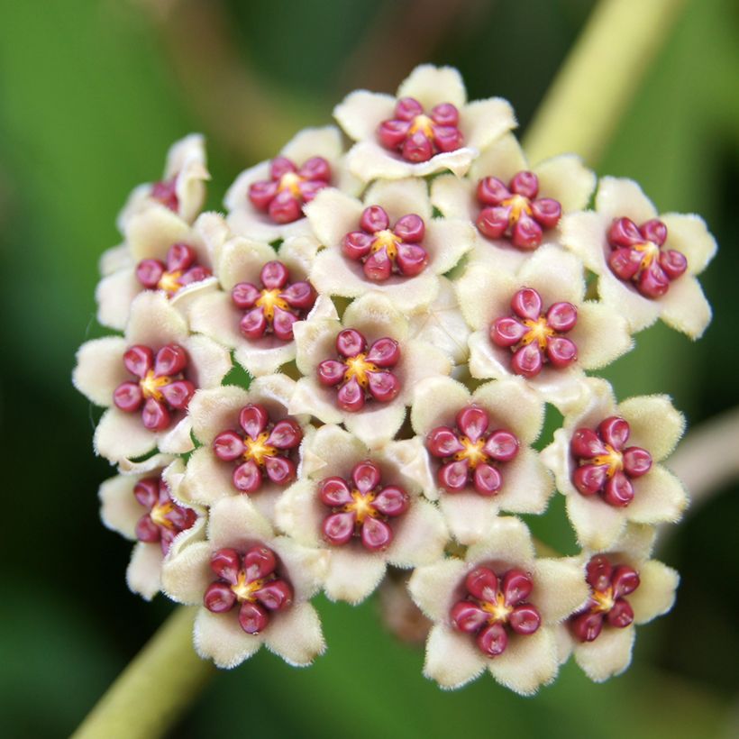 Herttaposliinikukka Variegata (Kukinta)
