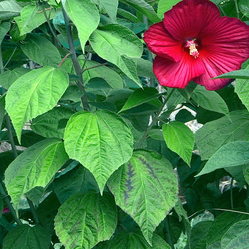 Jättihibiskus Rouge (Lehvistö)